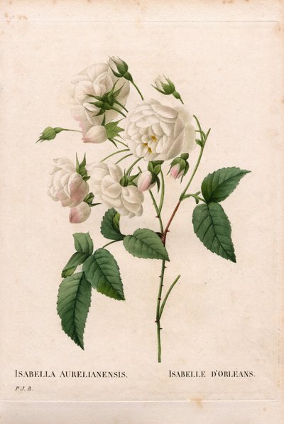 Rosa Duchessa d