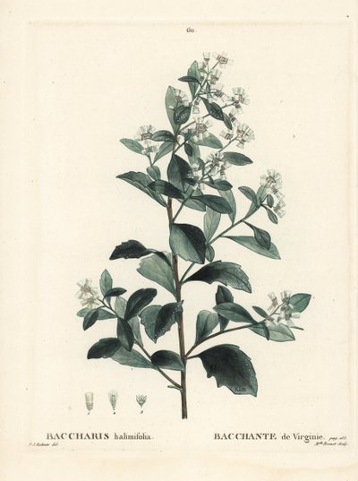 Baccharis orientale, cespuglio di terra, mirto di mare o sale, Baccharis halimifolia. Incisione a puntasecca colorata a mano di Miss Brenet da un