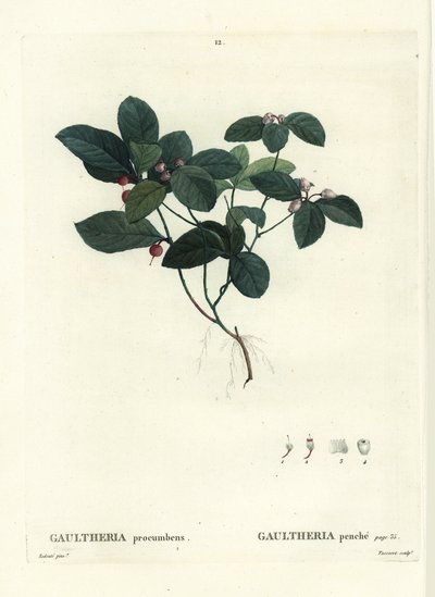 Teaberry orientale, checkerberry o boxberry, Gaultheria procumbens. Incisione a puntasecca colorata a mano di Tassaert da un