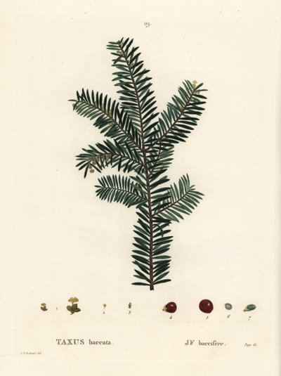 Tasso inglese o tasso europeo, Taxus baccata. Incisione a puntasecca colorata a mano di Pierre-Joseph Redoute dal 