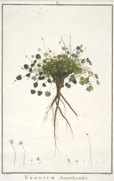 Erodium chamaedryoides, da Geraniologia, seu Erodii, Pelargonii, Monsoniae et Grieli historia iconibus illustrata, 1787-88 (incisione colorata a mano) da Pierre Joseph Redouté