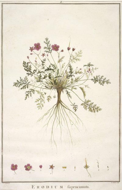 Erodium supracanum, da Geraniologia, seu Erodii, Pelargonii, Monsoniae et Grieli historia iconibus illustrata, 1787-88 (incisione colorata a mano) da Pierre Joseph Redouté
