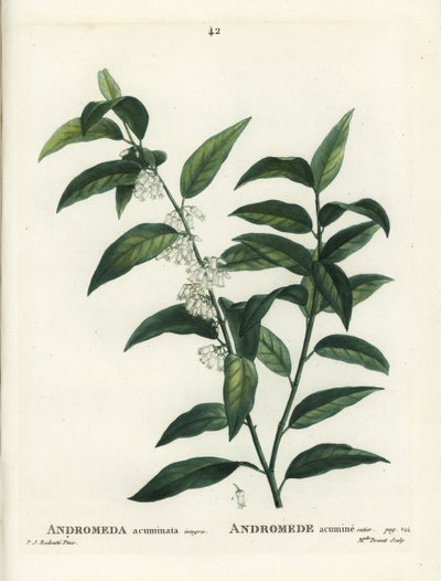 Fetterbush, Andromeda acuminata. Incisione a puntasecca colorata a mano di Miss Brenet da un
