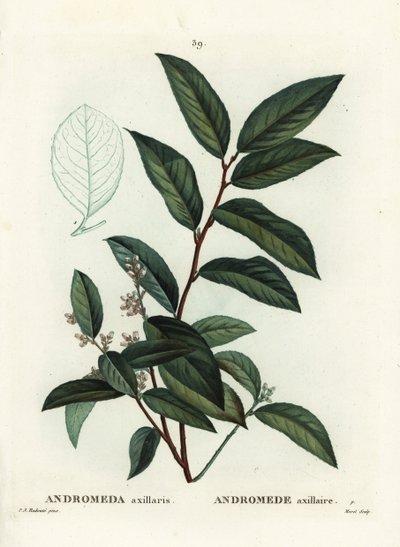 Fetterbush, Andromeda axillaris. Incisione a puntasecca colorata a mano di Moret da un