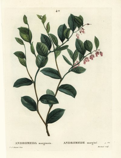 Andromeda marginata da Pierre Joseph Redouté