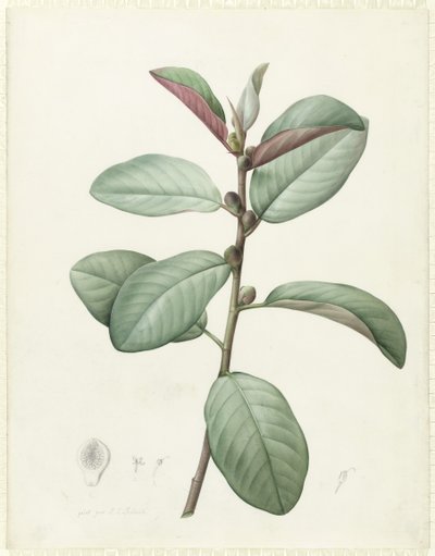 Ficus Rubeginosa da Pierre Joseph Redouté