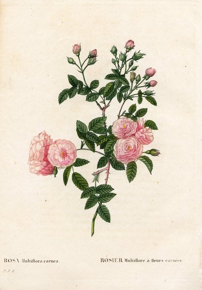 Rosa multiflora rosa carne, Rosa multiflora var. carnea, Rosier Multiflora con fiori carnea. Incisione a puntasecca colorata a mano da 