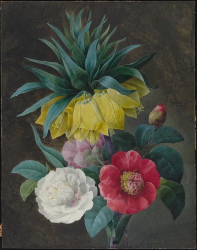 Quattro peonie e una corona imperiale da Pierre Joseph Redouté