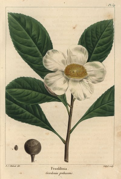 Albero di Franklinia, Gordonia pubescens (incisione) da Pierre Joseph Redouté