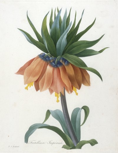 Fritillaria imperiale, da Choix Des Plus Belle Fleurs et des Plus Beaux Fruits, 1827 da Pierre Joseph Redouté