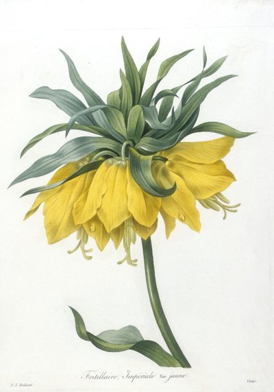 Fritillaria, Imperiale varietà gialla, da Choix Des Plus Belle Fleurs et des Plus Beaux Fruits, 1827 (incisione a puntasecca colorata a mano) da Pierre Joseph Redouté