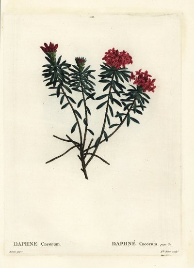 Garofano daphne, Daphne cneorum. Incisione a puntasecca colorata a mano di Miss Rolet da un