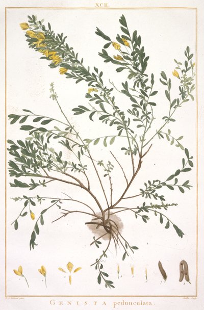 Genista pedunculata, da Stripes Novae aut Minus Cognitae, 1784 (incisione colorata a mano) da Pierre Joseph Redouté