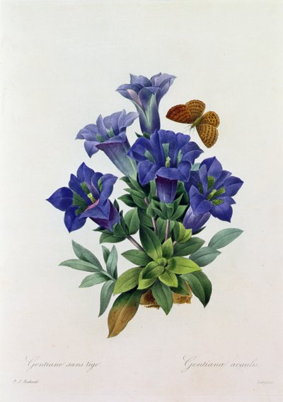 Gentiana acaulis da Pierre Joseph Redouté