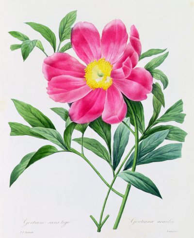 Gentiana senza stelo da Pierre Joseph Redouté