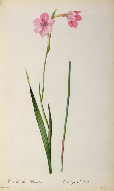Gladiolus Hirsulus, da 