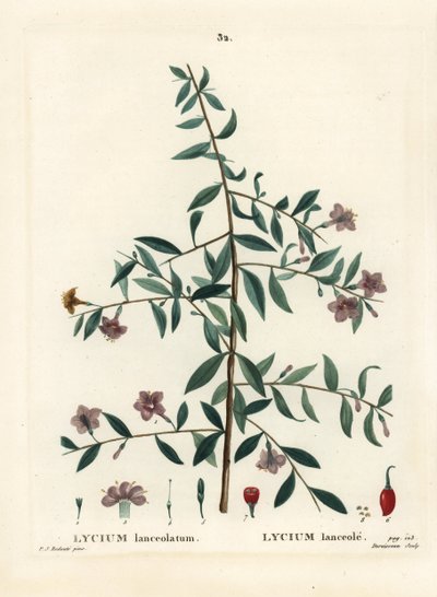 Bacca di goji o bacca di lupo cinese, Lycium barbarum (Lycium lanceolatum). Incisione a puntasecca colorata a mano di Du Ruisseau da un