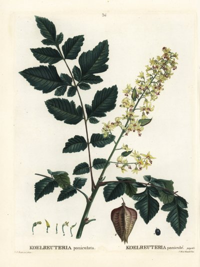 Koelreuteria paniculata da Pierre Joseph Redouté