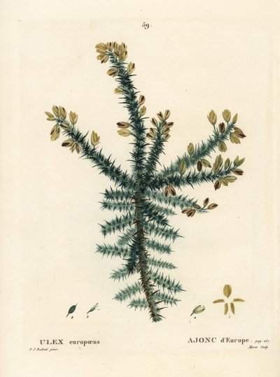 Ginestra, ginestrone o ginestra spinosa, Ulex europaeus da Pierre Joseph Redouté