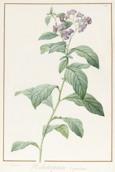 Heliotropium Corymbosurn, 1812 da Pierre Joseph Redouté