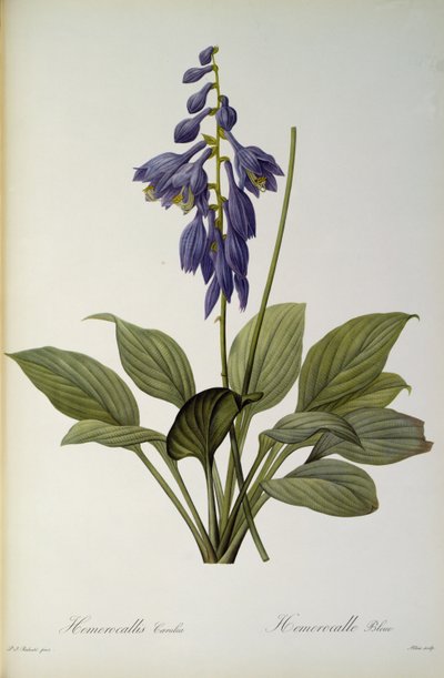 Hemerocallis Caerulea, da 