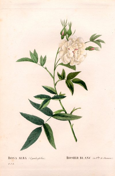 Rosa bianca a foglie di canapa da Pierre Joseph Redouté