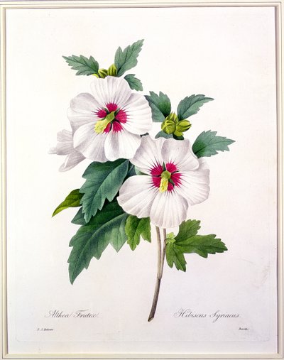 Hibiscus syriacus, inciso da Bessin, da 