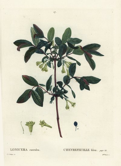 Honeyberry, Haskap berry, caprifoglio a bacche blu o caprifoglio dolce, Lonicera caerulea. Incisione a puntasecca colorata a mano da Miss Brenet da un