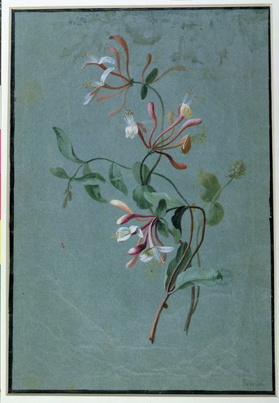 Caprifoglio da Pierre Joseph Redouté