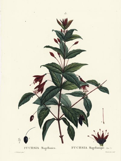 Fucsia colibrì, Fuchsia magellanica. Incisione a puntasecca colorata a mano da Du Ruisseau da un