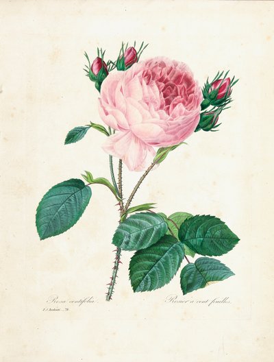 Rosa centifolia, da 