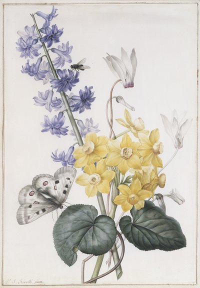 Giacinti, ciclamini e narcisi da Pierre Joseph Redouté