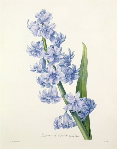 Hyacinthus orientalis (giacinto comune), inciso da Victor, da 