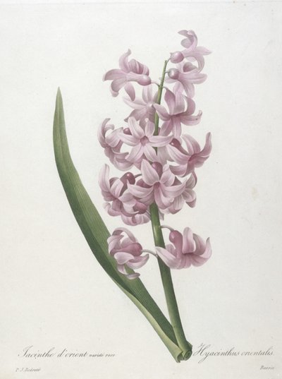 Giacinto orientale, varietà rosa, Hyacinthus orientalis, da Choix des Plus Belle Fleurs et des Plus Beaux Fruits, 1827 (incisione a puntasecca colorata a mano) da Pierre Joseph Redouté