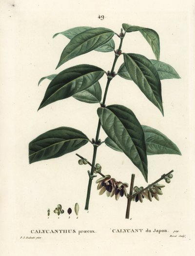 Calicanto d