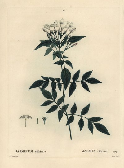 Gelsomino, Jasminum officinale. Incisione a puntasecca colorata a mano di Moret da un