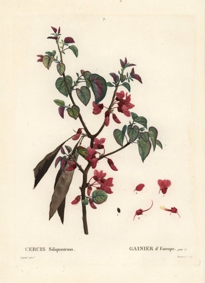 Albero di Giuda, Cercis siliquastrum. Incisione a puntasecca colorata a mano di Tassaert da un
