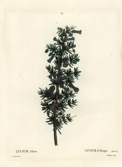 Kraal honey thorn, Lycium afrum. Incisione a puntasecca colorata a mano da Miss Brenet da un