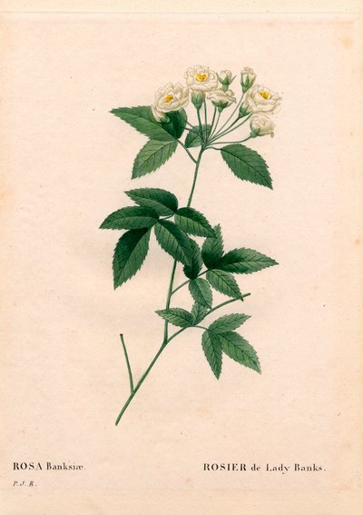 Rosa Lady Banks, Rosa banksiae var. alba-plena. Incisione a puntasecca colorata a mano da Les Roses di Pierre Joseph Redoute da Pierre Joseph Redouté