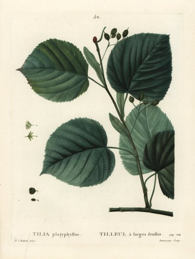 Tiglio a foglia grande, Tilia platyphyllos da Pierre Joseph Redouté