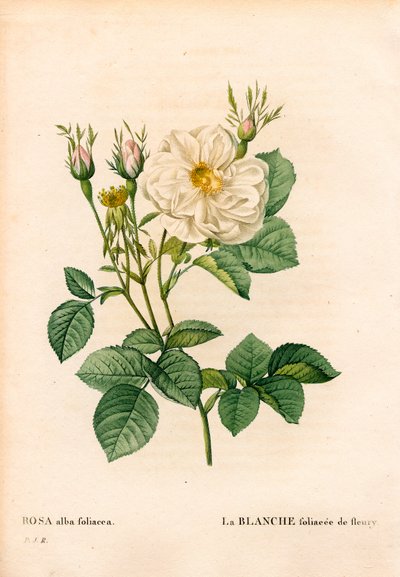 Rosa bianca fogliacea di Fleury da Pierre Joseph Redouté