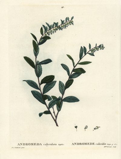 Chamaedaphne calyculata. Incisione a puntasecca colorata a mano da Miss Brenet da un