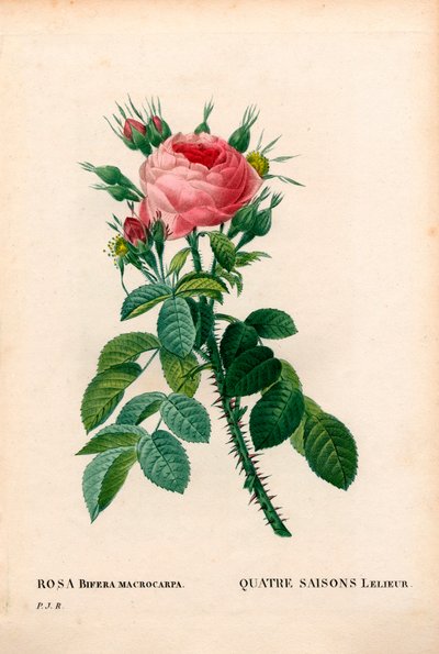 Rosa delle Quattro Stagioni di Lelieur, Rosa damascena var. bifera. Incisione a puntasecca colorata a mano da “Les Roses” di Pierre Joseph Redoute, Parigi da Pierre Joseph Redouté