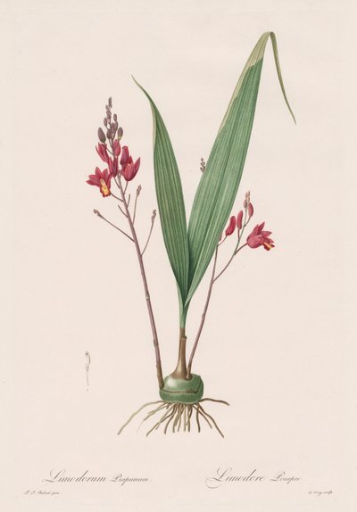 Les Liliacées: Limodorum purpureum da Pierre Joseph Redouté