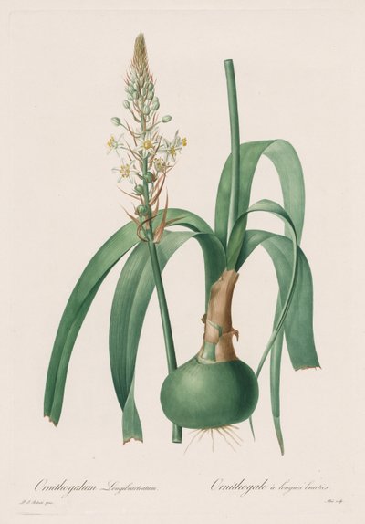 Les Liliacées: Ornithogalum longibracteatum da Pierre Joseph Redouté