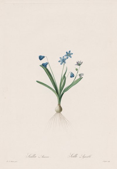 Les Liliacées: Scilla amaena da Pierre Joseph Redouté