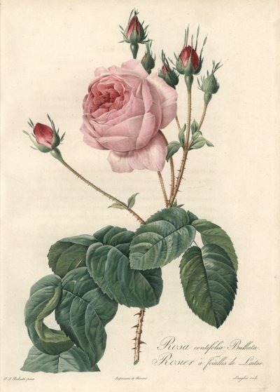Rosa foglia di lattuga - Eau forte di Langlois, basata su un