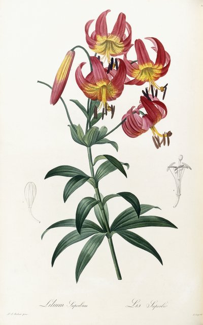 Lilium Superbum da Pierre Joseph Redouté