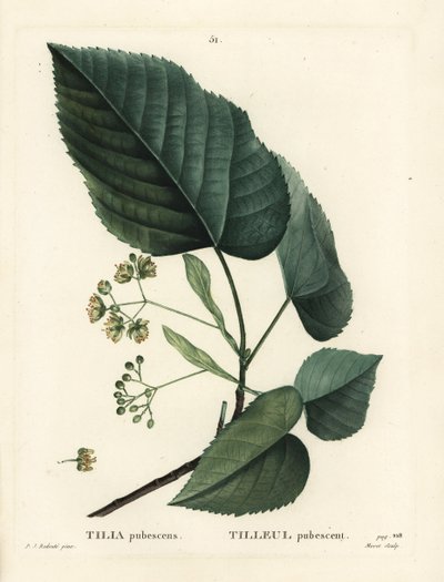 Tiglio, Tilia pubescens. Incisione a puntasecca colorata a mano da Moret da un