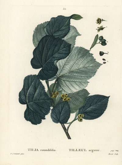 Tiglio, Tilia rotundifolia. Incisione a puntasecca colorata a mano di Moret da un
